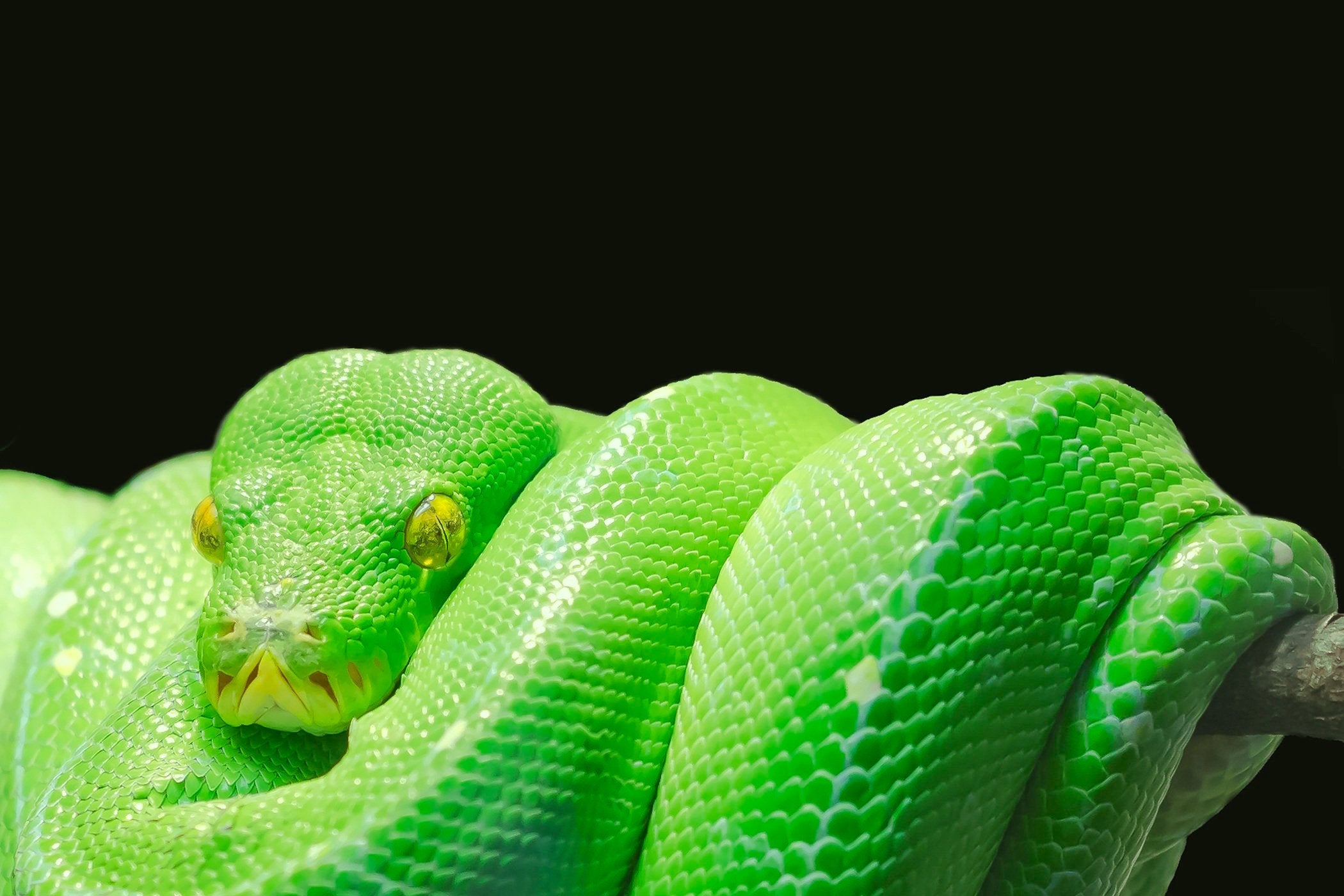 animals - wild / snakes