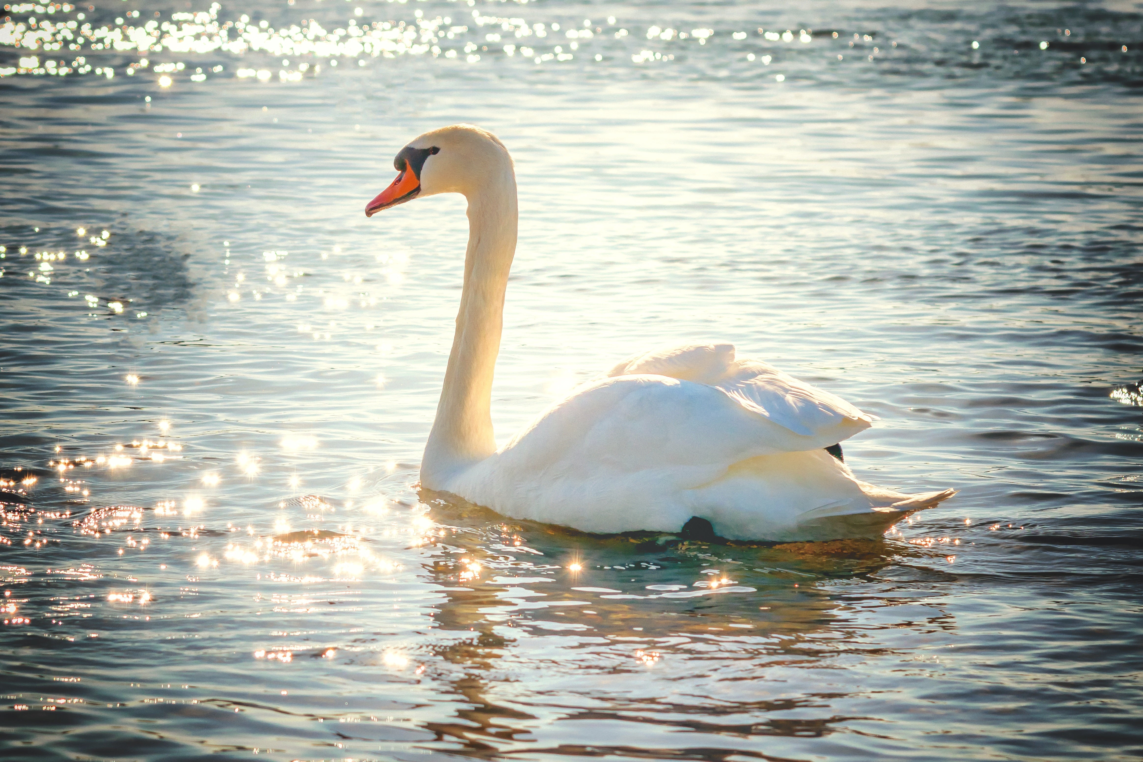 animals - flying / swan birds
