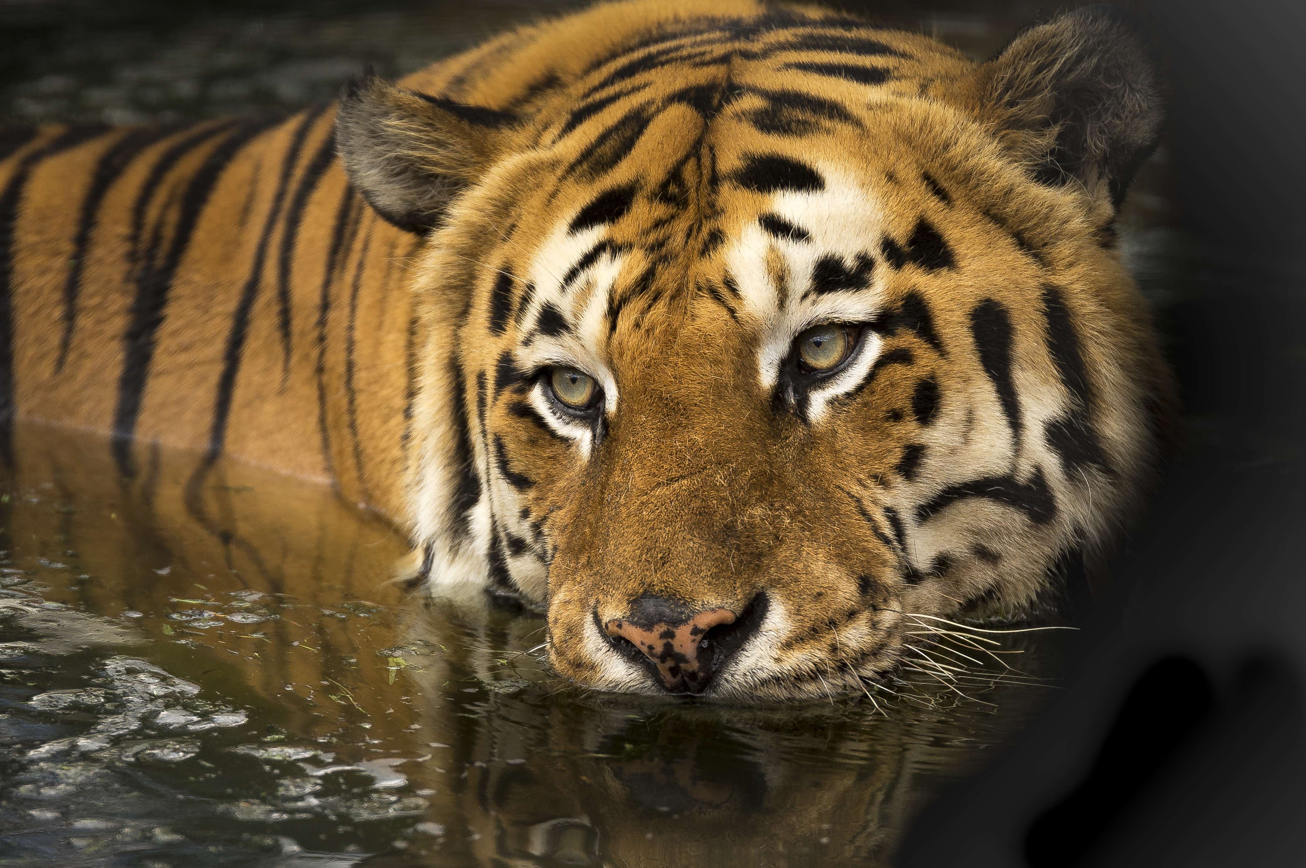 animals - wild / tigers