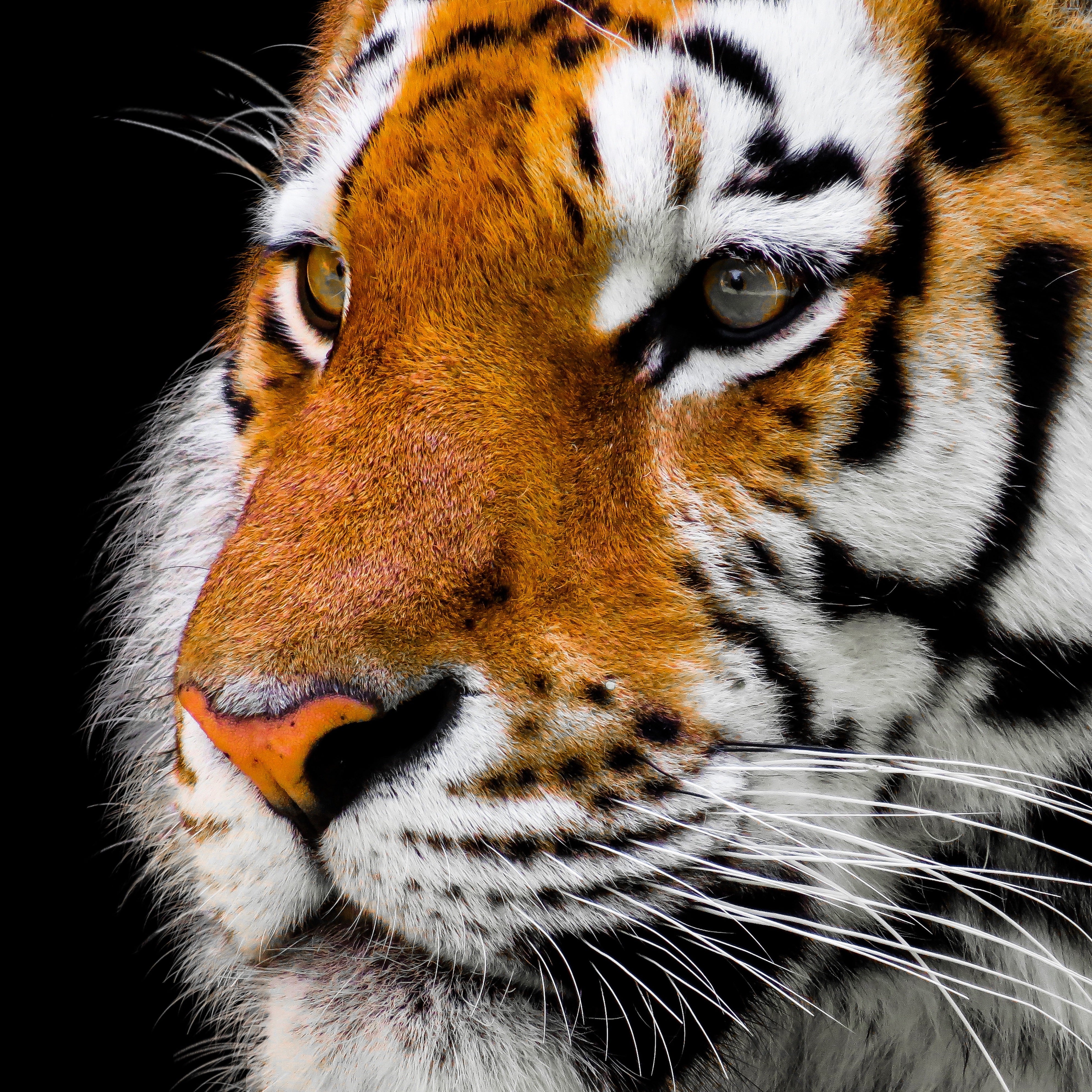 animals - wild / tigers