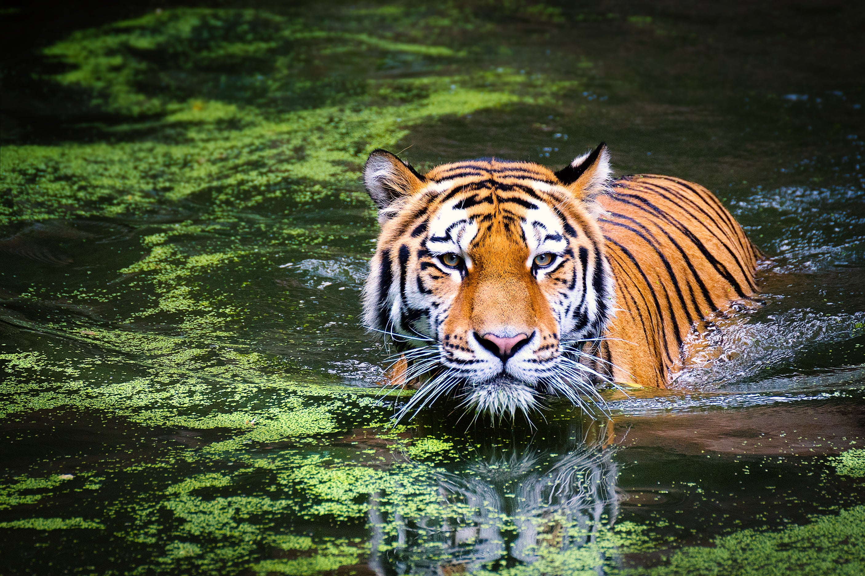 animals - wild / tigers