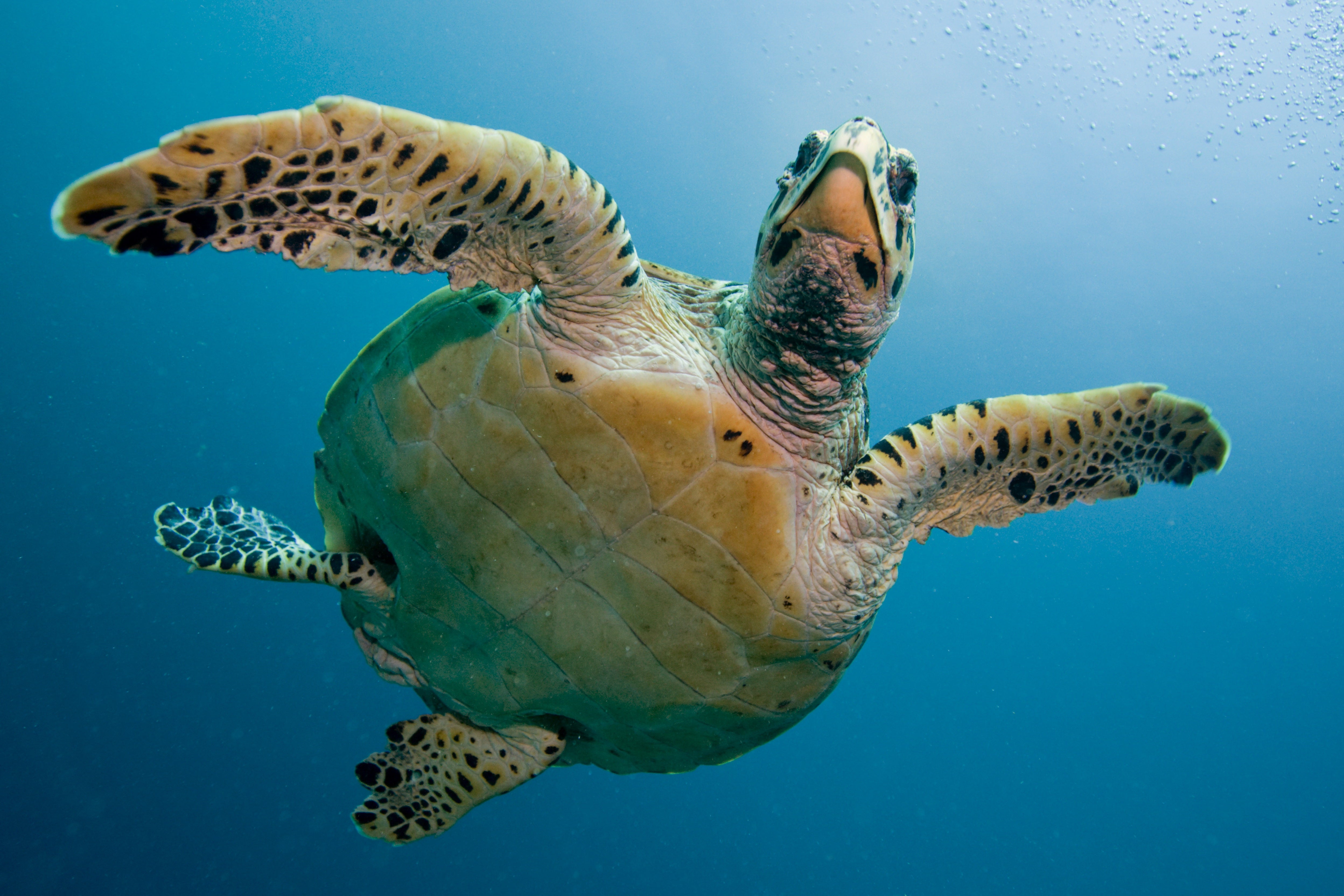 animals - marine/turtle