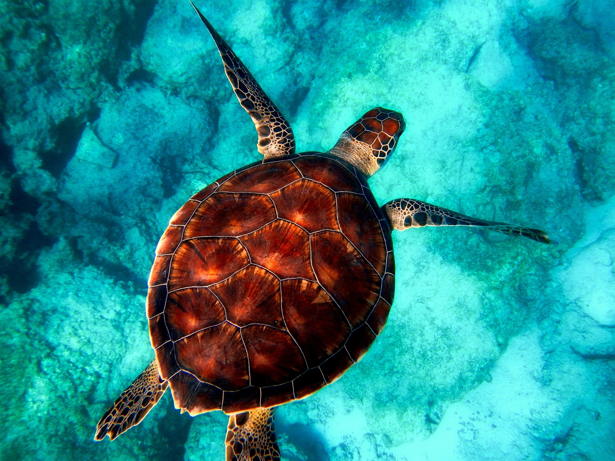 animals - marine/turtle