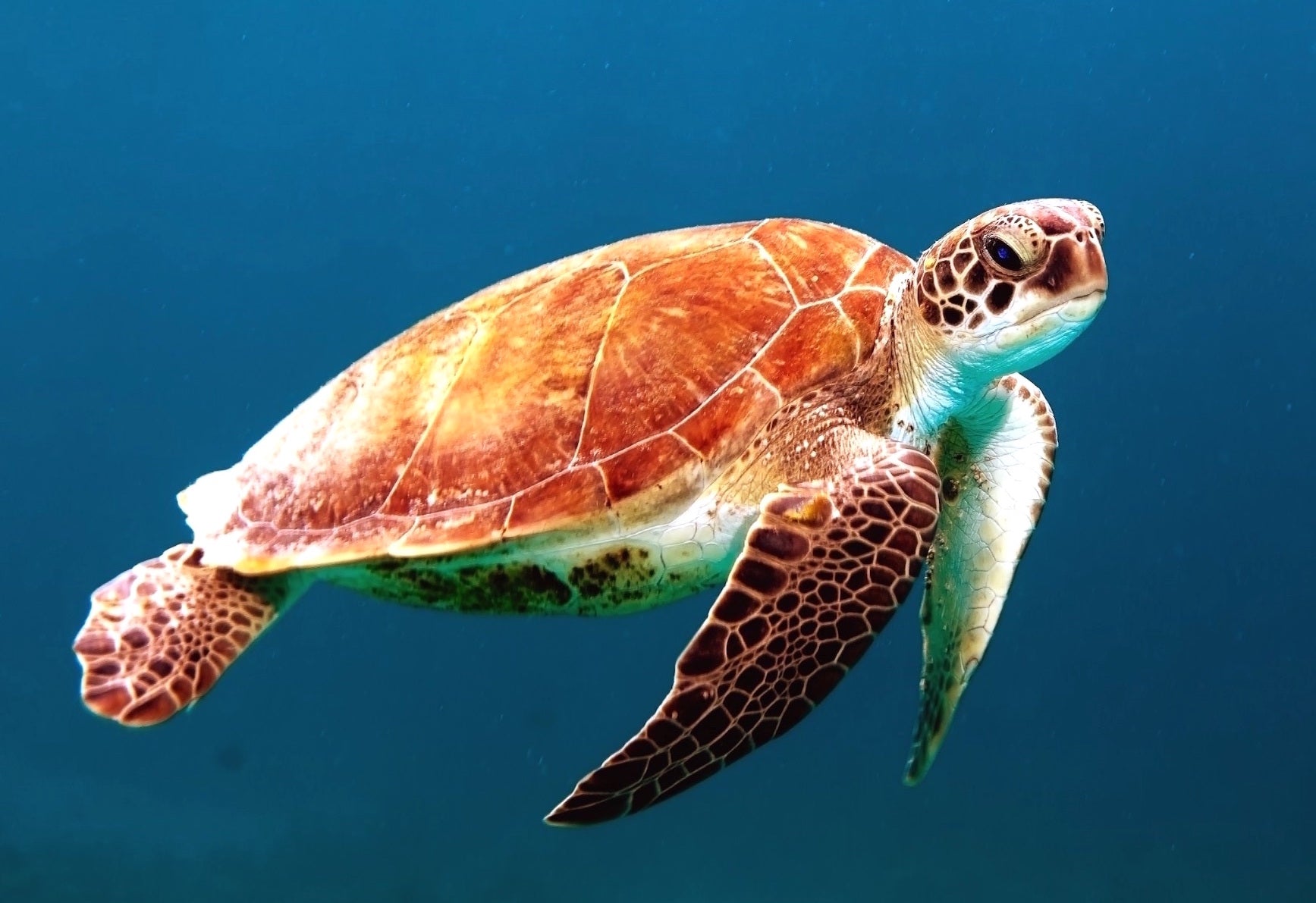 animaux - marins/tortue