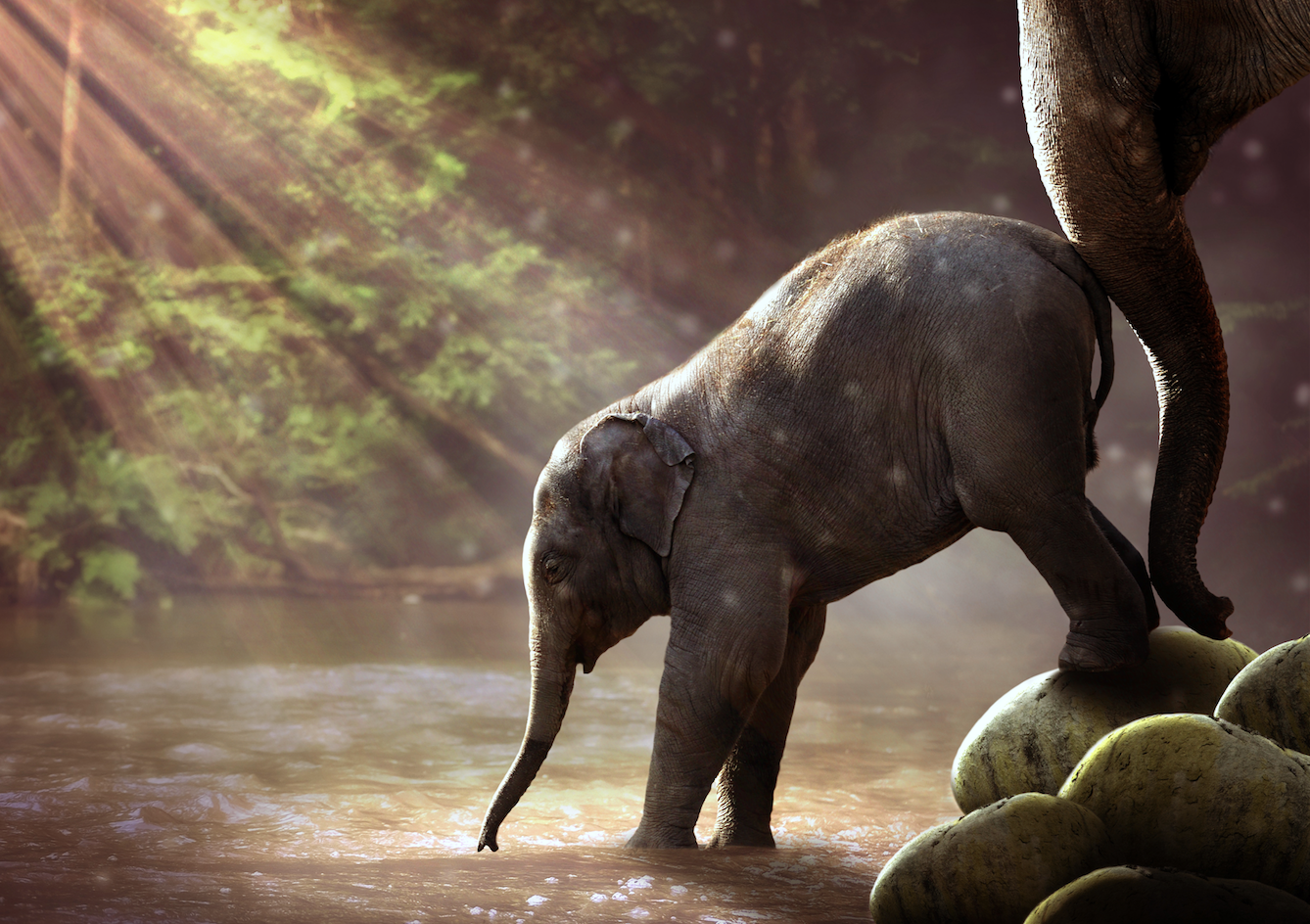 animals - wild / elephants
