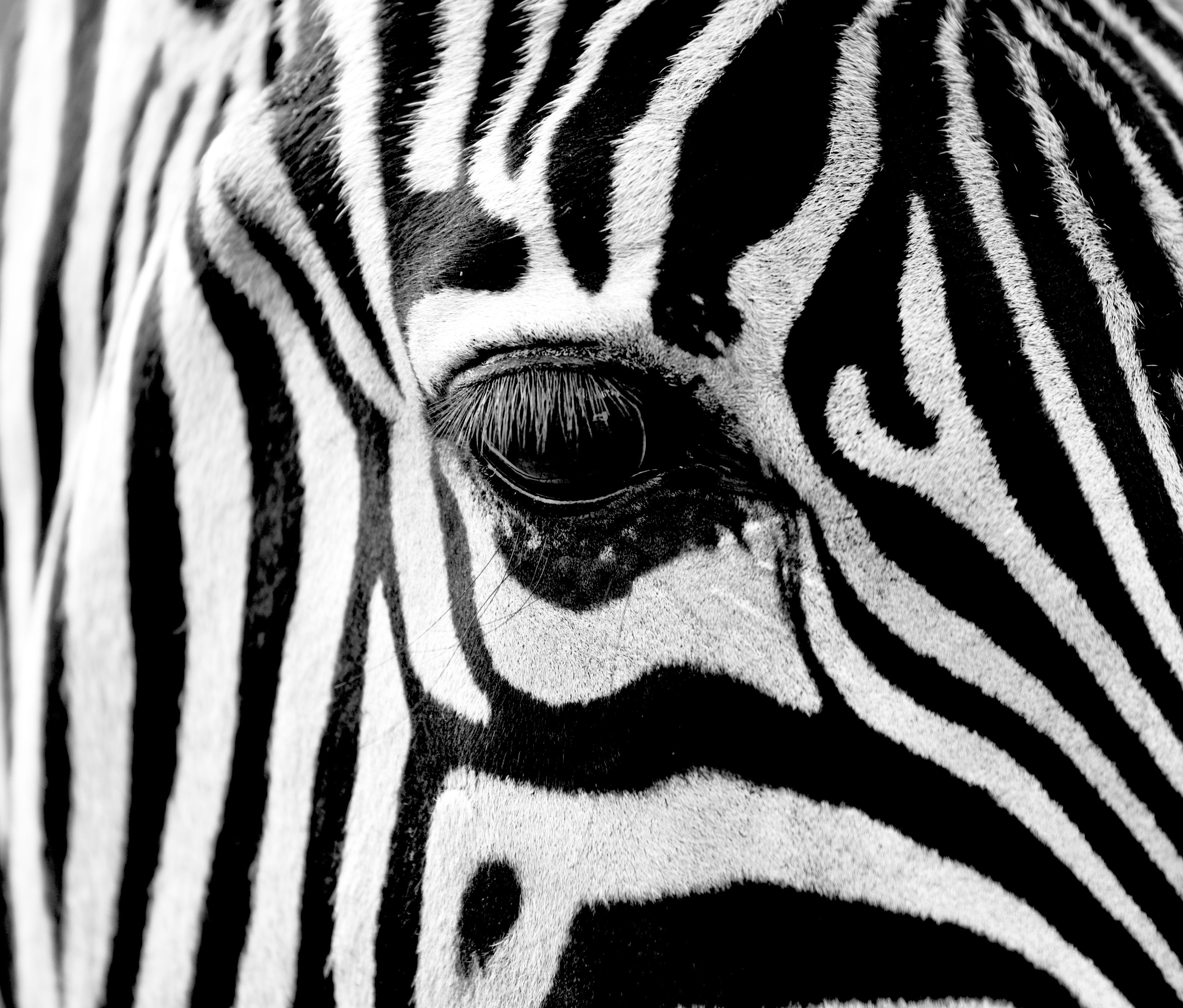 animals - wild / zebras