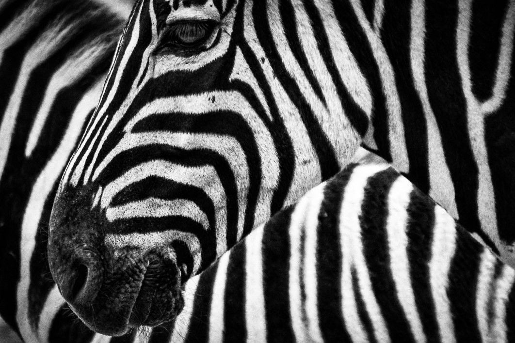 animals - wild / zebras